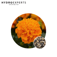 Marigold - Dwarf Orange Seed Packet | Organic Seeds | Spring - Summer