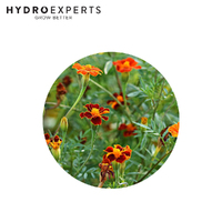 Marigold Himalayan - Seed Packet | Organic Seeds | Spring - Summer