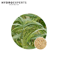 Millet French White - 20G / 1KG | Organic Seeds | Spring - Summer