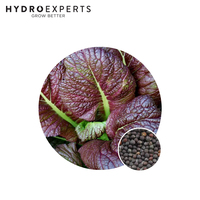 Mustard Red Giant - 1G / 5G | Organic Seeds | Autumn - Spring