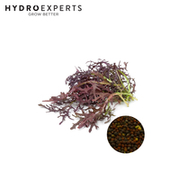 Mustard Ruby Streaks - 1G / 5G | Organic Seeds | Autumn - Spring