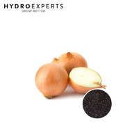 Onion Cream Gold - Seed Packet | Organic Seeds | Autumn - Winter