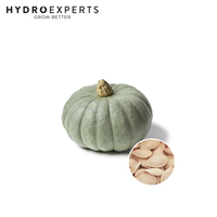 Pumpkin Queensland Blue - 3G / 25G | Organic Seeds | Spring and Summer