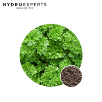 Parsley Curled - Seed Packet | Organic Seeds | Spring - Summer