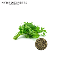 Parsley Italian - 1G / 5G / 25G | Organic Seeds | All Seasons