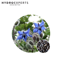 Borage Blue Flowered - Seed Packet | Organic Seeds | Spring - Summer