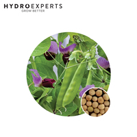 Pea Snowpea Purple Flowered - Seed Packet | Organic Seeds | Autumn - Spring