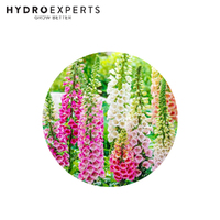 Foxglove | Organic Seeds | Spring - Summer