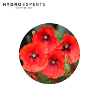 Poppy Flanders - Seed Packet | Organic Seeds | Autumn - Winter