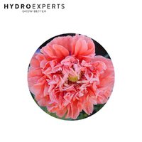 Poppy - Peony Double Seed Packet | Organic Seeds | Autumn - Spring