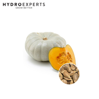 Pumpkin Jarrahdale - Seed Packet | Organic Seeds | Spring - Summer