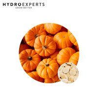 Pumpkin Golden Nugget - 3G / 25G | Organic Seeds | Spring - Summer