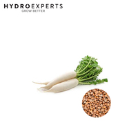 Radish Daikon - 1.2G / 25G / 50G / 100G | Organic Seeds | Autumn - Winter - Spring