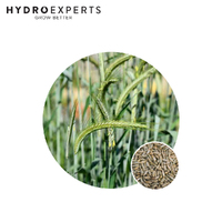 Rye Corn - 20G / 1KG / 2KG / 5KG / 10KG / 20KG | Organic Seeds | Autumn - Winter
