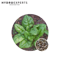 Spinach English Bloomsdale - Seed Packet | Organic Seeds | Autumn-Spring