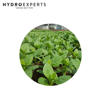 Spinach Ceylon - 0.4G / 25G / 50G / 100G | Organic Seeds | Spring - Summer