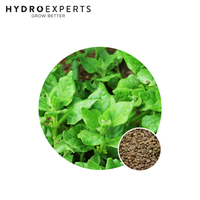 Spinach New Zealand - 1G / 25G / 50G / 100G | Organic Seeds | Autumn - Spring
