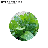 Spinach Southern European - 1G / 25G / 50G / 100G | Organic Seeds | Autumn - Spring