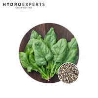 Spinach Winter Giant - 1G / 25G / 50G / 100G | Organic Seeds | Autumn - Spring