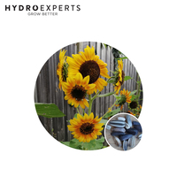 Sunflower Evening Sun - Seed Packet | Organic Seeds | Summer - Spring