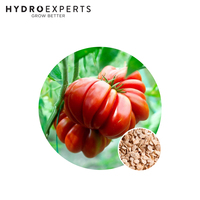 Tomato Santorini - Seed Packet | Organic Seeds | Spring - Summer