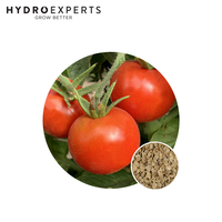 Tomato Stupice - Seed Packet | Organic Seeds | Spring - Summer