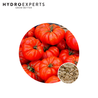 Tomato Rouge de Marmande - 0.2G / 1G | Organic Seeds | Spring - Summer