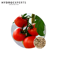 Tomato Tropic - 0.2G / 1G / 5G | Organic Seeds | Spring - Summer