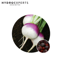 Turnip Purple Top - 0.5G / 25G / 50G | Organic Seeds | Autumn-Spring