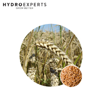 Wheat - 20G / 1KG / 2KG / 5KG / 10KG / 20KG / 40KG | Organic Seeds | Autumn - Winter