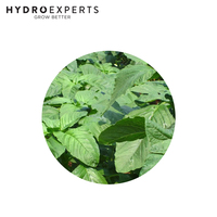 Amaranth Edible Green leaf - 1G / 5G / 25G | Untreated Seeds | Spring - Summer