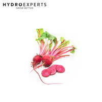 Beetroot Chioggia - 15G / 25G / 50G | Untreated Seeds | Spring - Summer