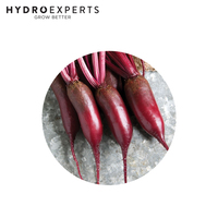 Beetroot Cylindra - 15G / 25G / 50G | Untreated Seeds | All Seasons