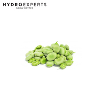 Broad Bean Long Pod - 15G / 500G / 1KG / 5KG | Untreated Seeds | Autumn - Spring