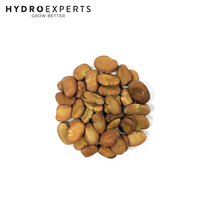 Broad Bean Coles Dwarf Prolific - 15G / 500G / 1KG / 5KG | Untreated Seeds | Autumn - Spring
