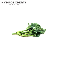 Broccoli Chinese Gai Lan - Seed Packet | Untreated Seeds | All Seasons