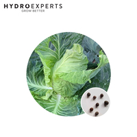 Cabbage Sugar Loaf - Seed Packet | Untreated Seeds | All Seasons