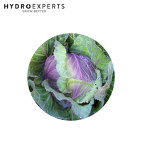 Cabbage Savoy Verona Purple - 5G / 25G / 50G | Untreated Seeds | All Seasons