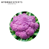 Cauliflower Purple Sicily - Seed Packet | Untreated Seed | Autumn - Spring