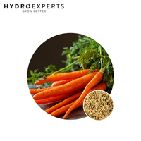 Carrot Baby - Seed Packet | Untreated Seed | All Seasons