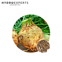 Celeriac White Alabaster - 1G / 5G / 25G / 50G | Untreated Seed | Autumn - Spring