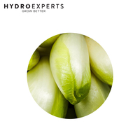 Chicory Witloof - 1G / 5G | Untreated Seed | Autumn - Spring
