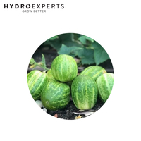 Cucumber Richmond Green Apple - 5G / 25G / 50G / 100G | Untreated Seed | Spring - Summer