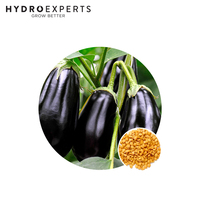 Eggplant Black Beauty - 1G / 5G / 25G / 50G | Untreated Seed | Spring - Summer