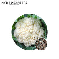 Cauliflower Snowball - 1G / 5G / 25G / 50G | Untreated Seeds | Autumn - Spring