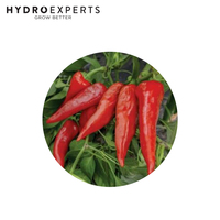 Chilli Hungarian Sweet Paprika - Seed Packet | Untreated Seed | Spring - Summer