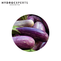 Eggplant Tsakoniki - Seed Packet | Untreated Seed | Spring - Summer
