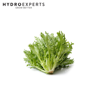 Endive Salad king - 1G / 5G / 25G / 50G | Untreated Seeds | Autumn - Spring