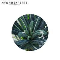 Kale Black Toscana - 1G / 25G / 50G / 100G | Untreated Seeds | Autumn - Spring