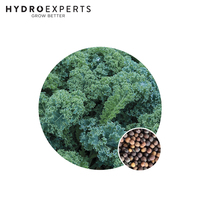 Kale Dwarf Blue Curled - 1G / 25G / 50G / 100G | Untreated Seeds | Autumn - Spring